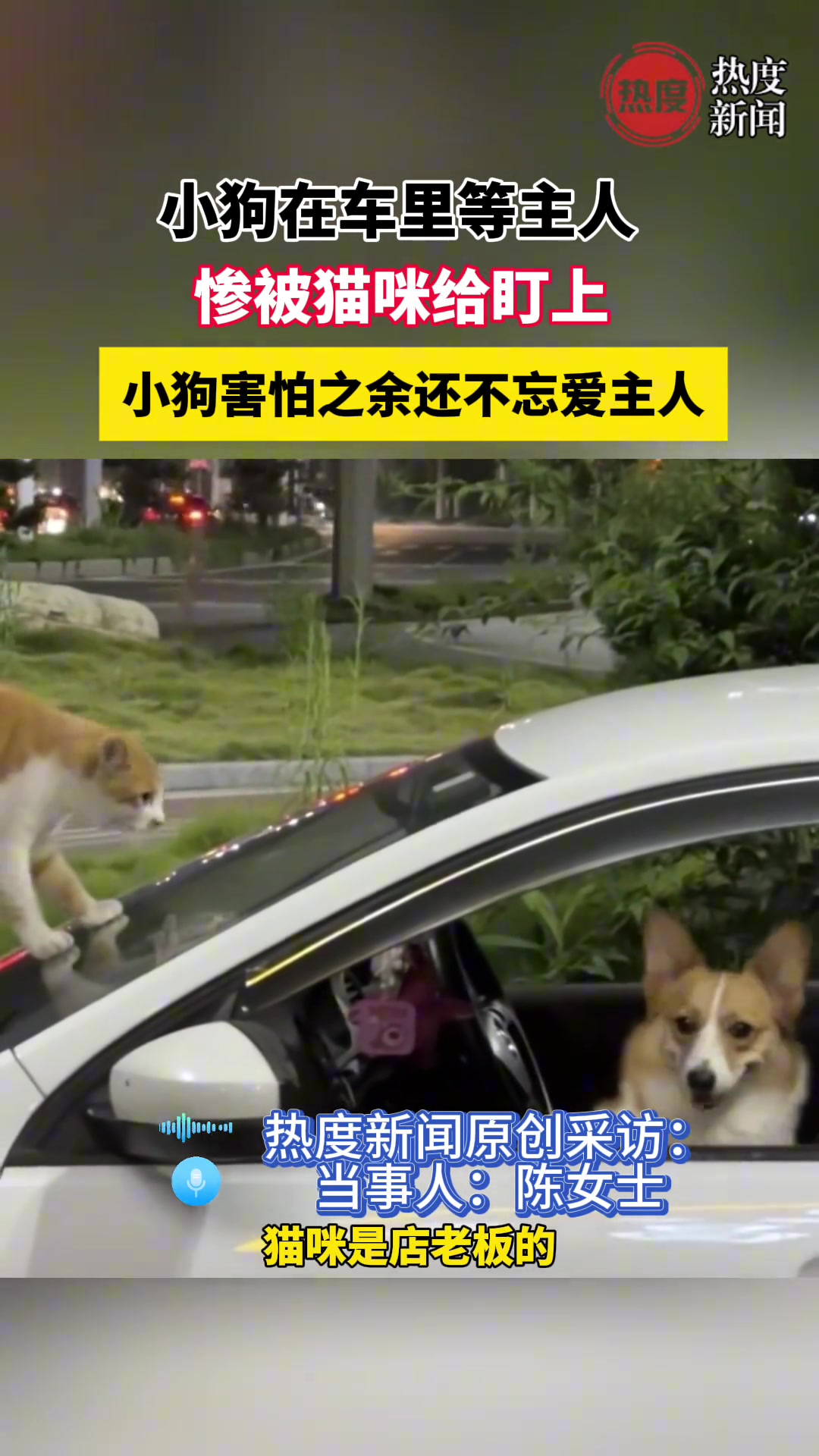 狗狗在车里等主人，惨被猫咪给盯上！