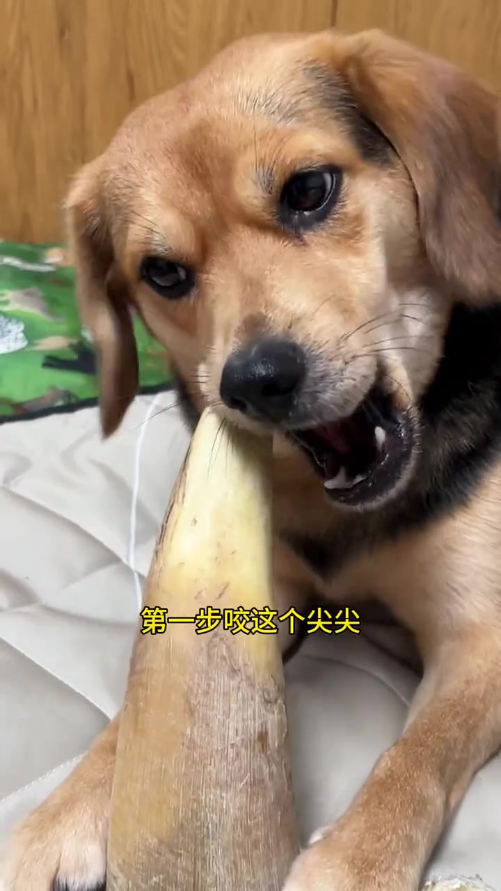 才知道牛角能当狗零食