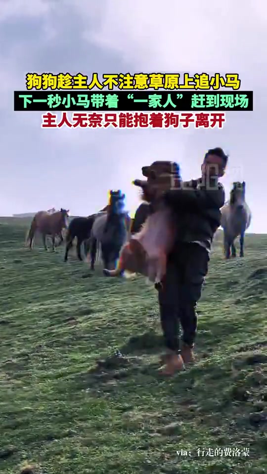 狗子趁主人不注意追赶小马，结果小马带家人一起来了