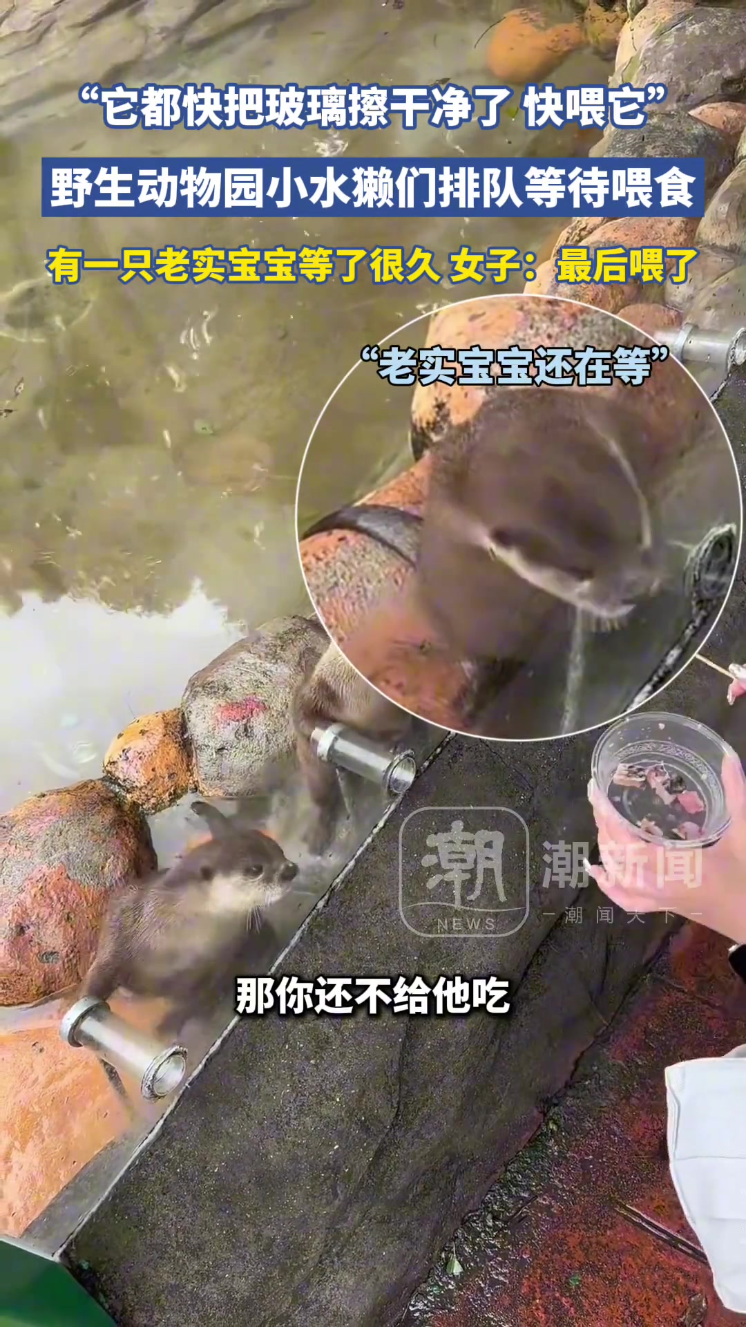 水獭宝宝都快把玻璃擦干净了！快喂它！！！