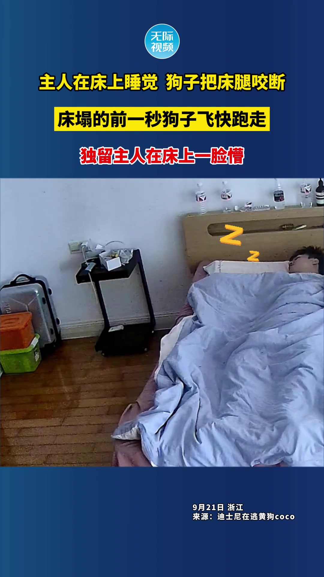 狗子把床腿咬断，主人睡梦中被床榻了！狗子前一秒就飞速逃离