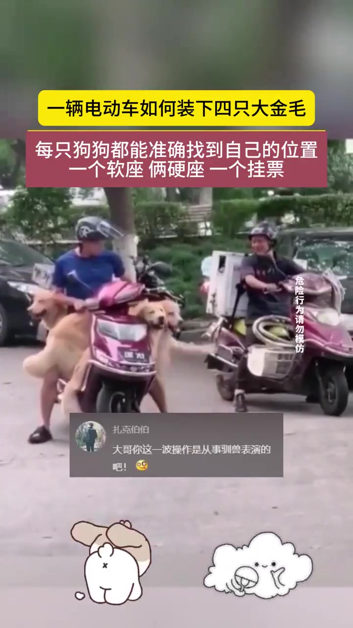 一辆电动车竟能装下四只大金毛每只狗都能找到自己的位置