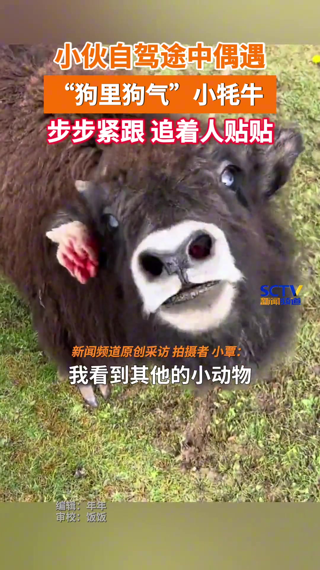 见过这么“狗里狗气”的小牦牛吗步步紧跟，追着人贴贴
