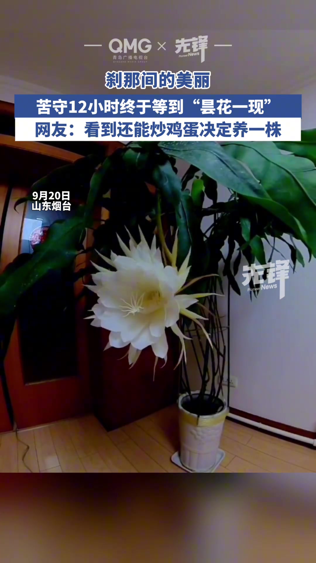 苦守12小时的收获！昙花一现的绝美瞬间！