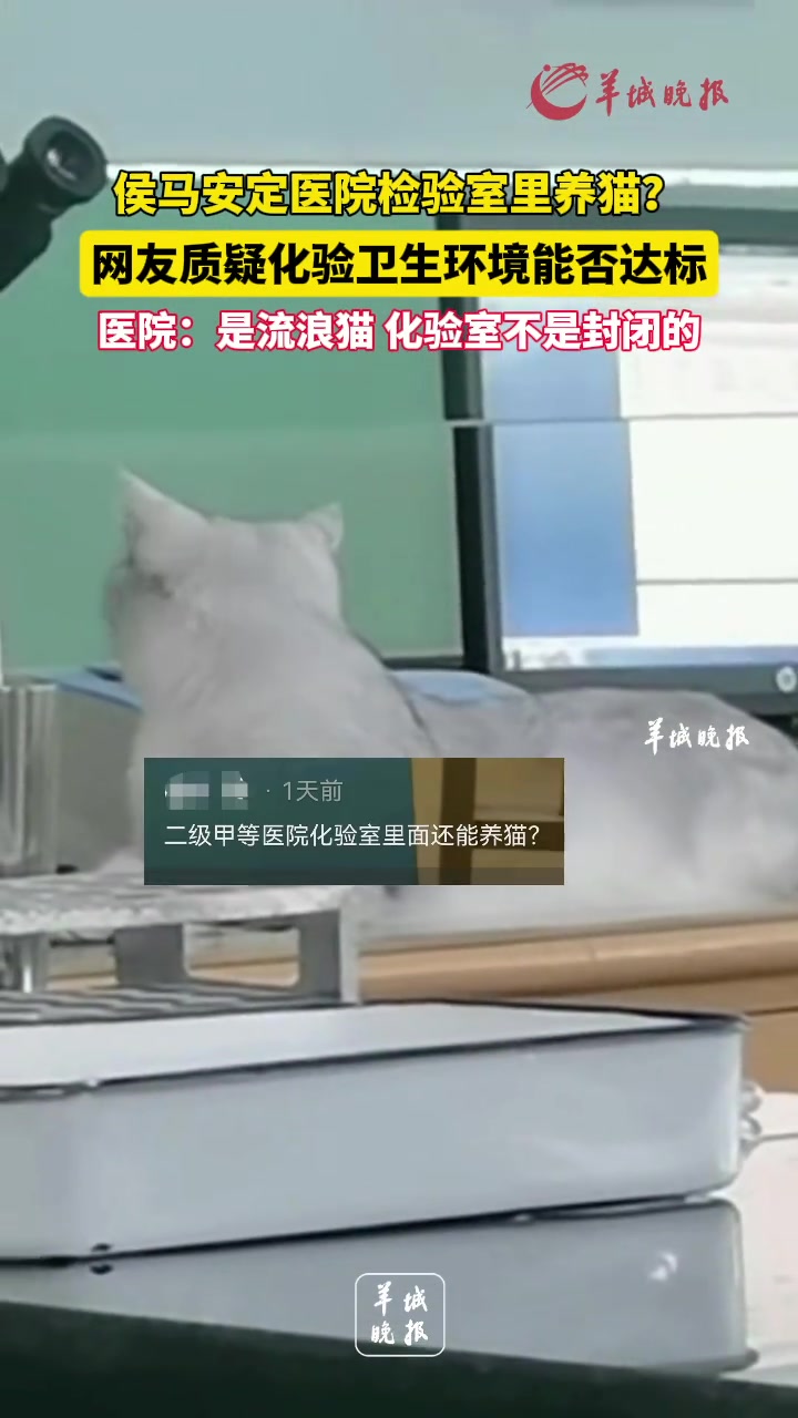 油光水滑的，你跟我说，这是流浪猫