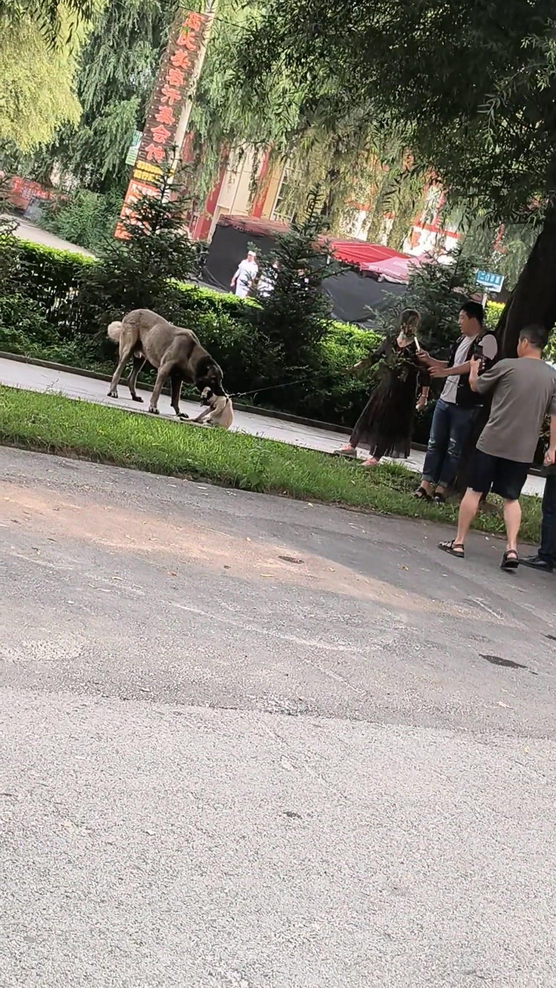 为什么不拿东西打！大型犬不牵绳，咬住小狗不松口！