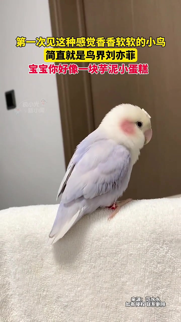 单身久了，看小鸟都眉清目秀的！