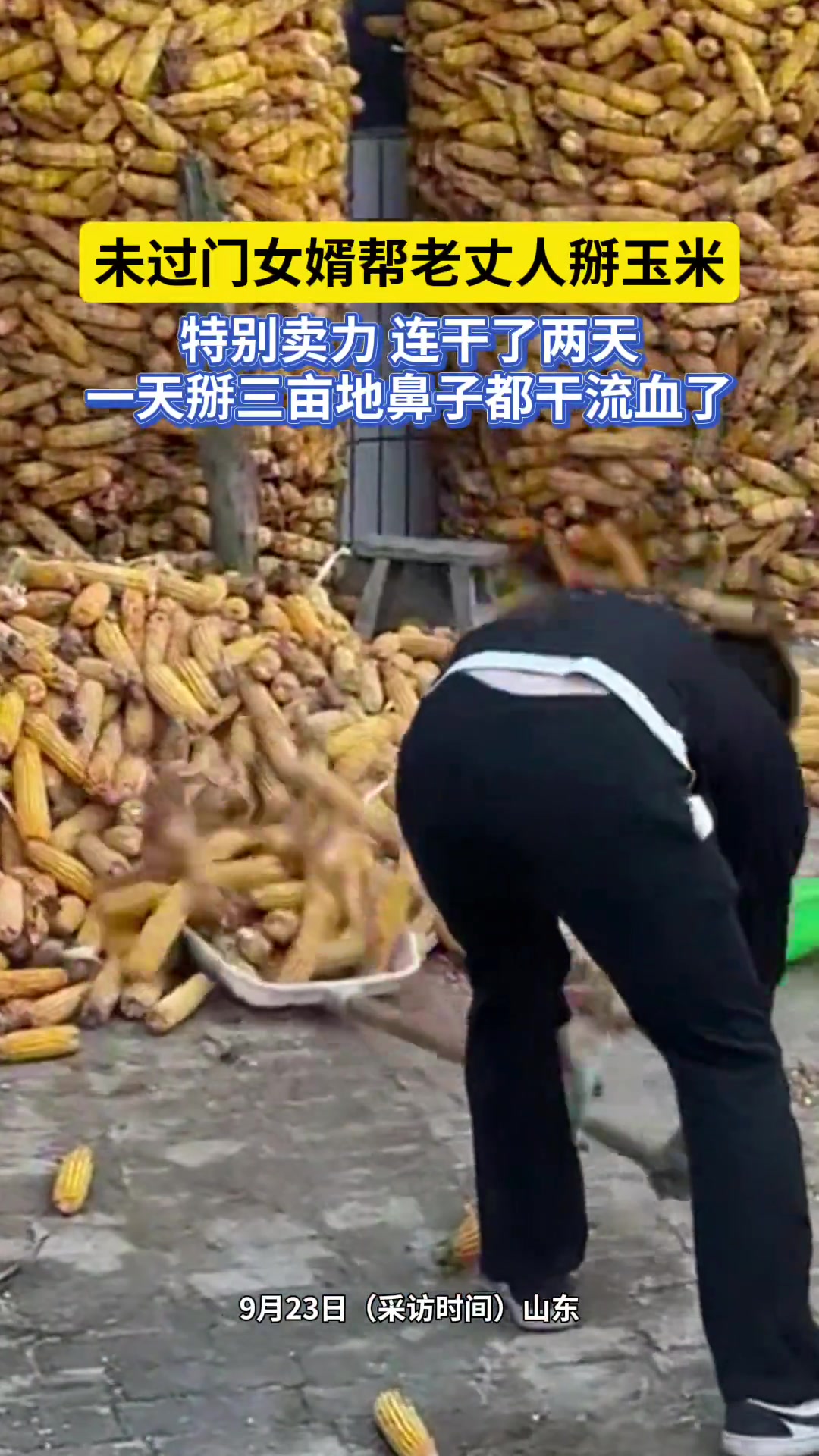 果然没过门的女婿比生产队的驴都好使