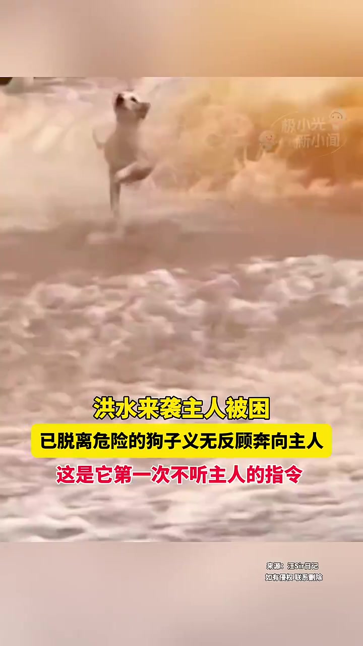 这是我唯一一次不听你的话！已脱离危险的狗子义无反顾奔向主人！