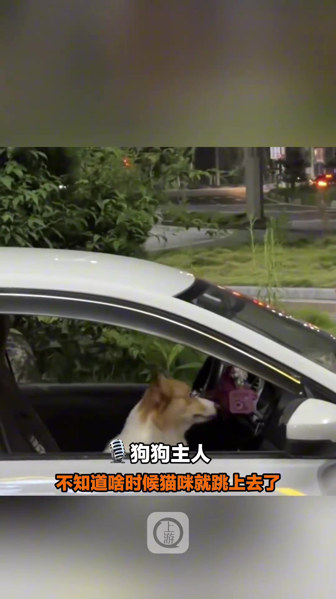 第一次在狗脸上看到了强颜欢笑
