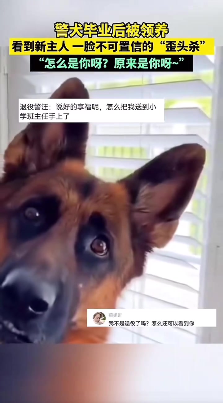 警犬毕业后被领养，看到新主人一脸不可置信的“歪头杀”