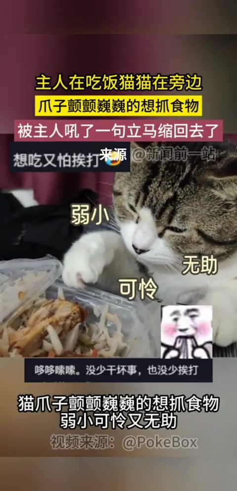 主人在吃饭猫猫在旁边想偷抓食物，被吼一句立马缩回去
