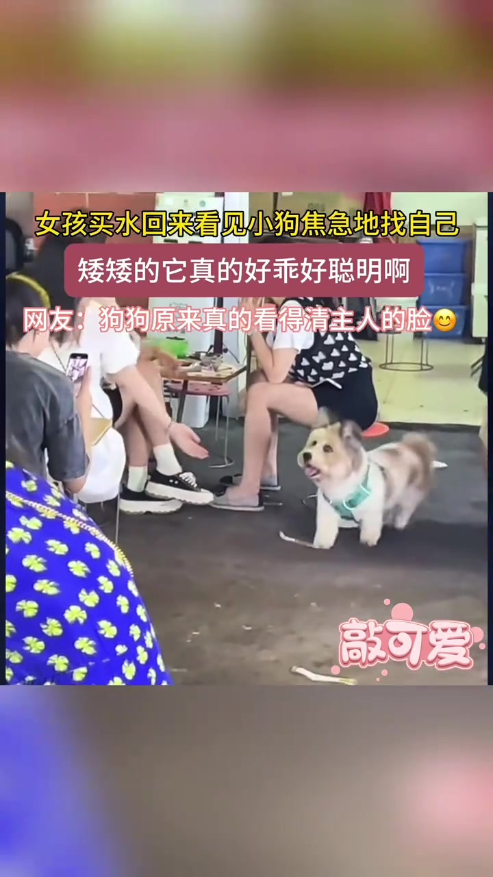 女孩买水回来看见小狗焦急地找自己