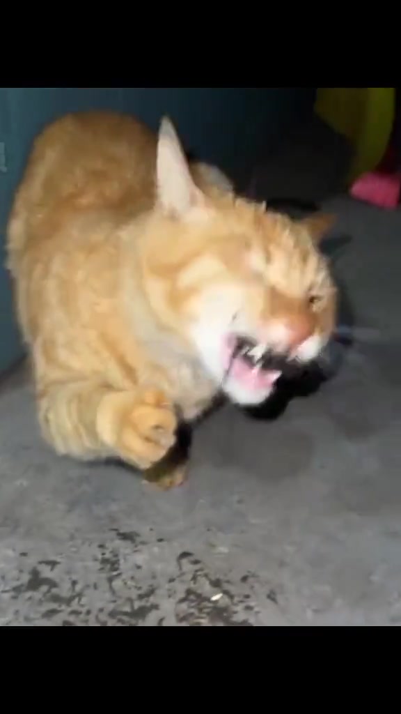 第一次吃是因为好奇心第二次吃是为了面子