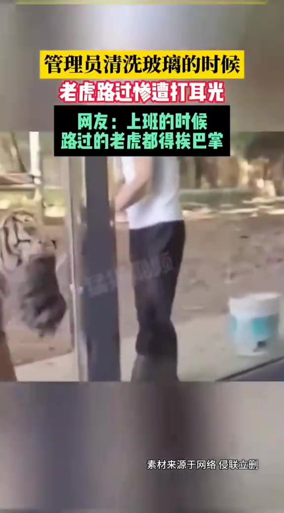 管理员清洗玻璃时，老虎路过惨遭打耳光