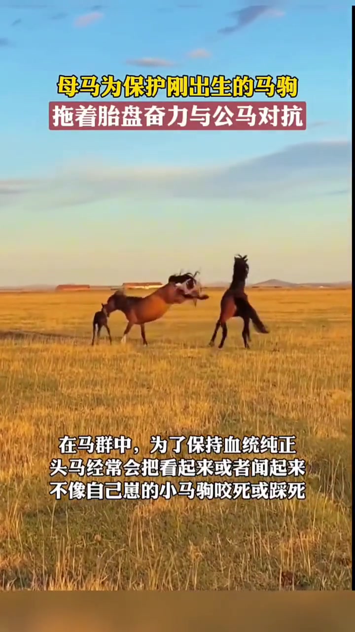 母马为保护刚出生的马驹，拖着胎盘奋力与公马对抗