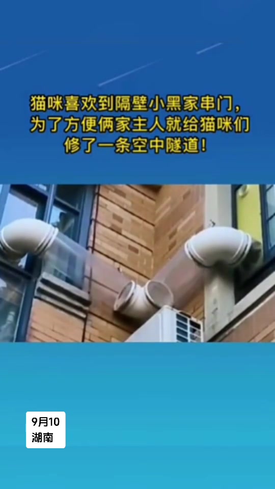 猫咪喜欢串门，为了方便两家主人给猫咪修了一条空中隧道