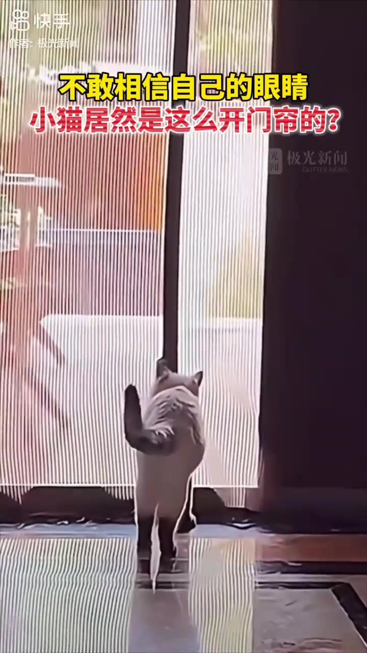 不敢相信自己的眼睛，小猫竟然这样开门帘