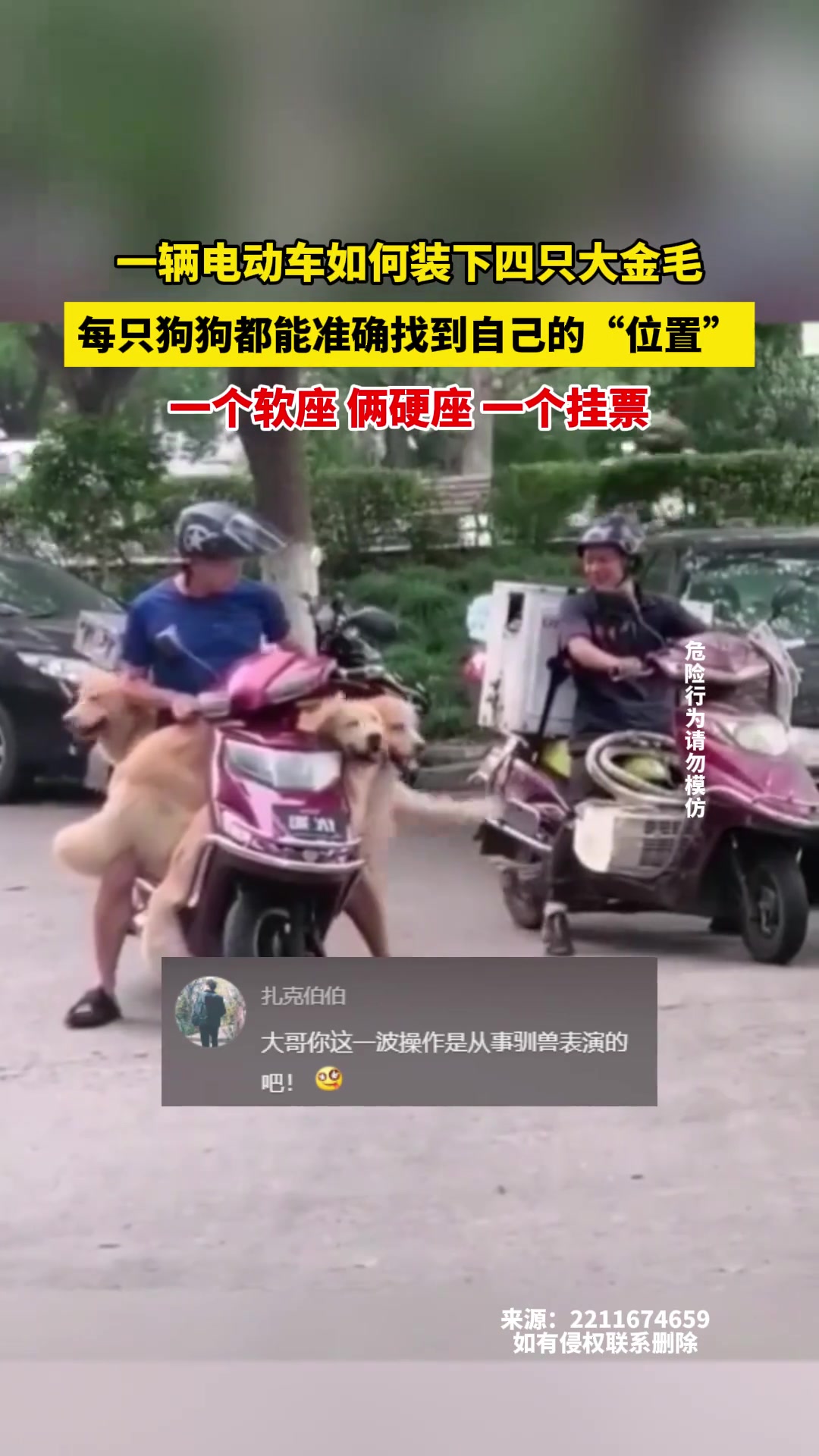 一辆电动车竟然装下四只大金毛！