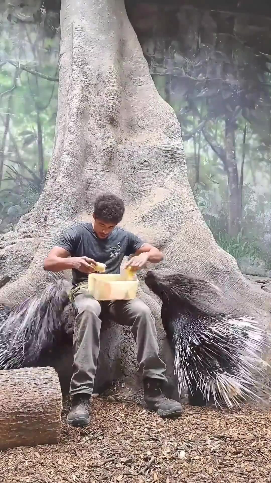 伙计，你豪猪也敢喂啊，不小心扎一下不敢想哦！
