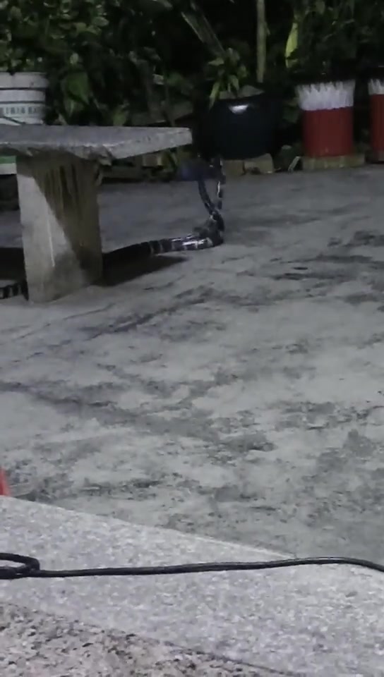 活久见！第一次见蛇打架！