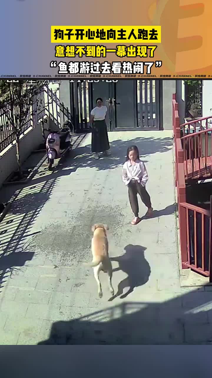 狗子开心的向主人跑去，意想不到的一幕出现了