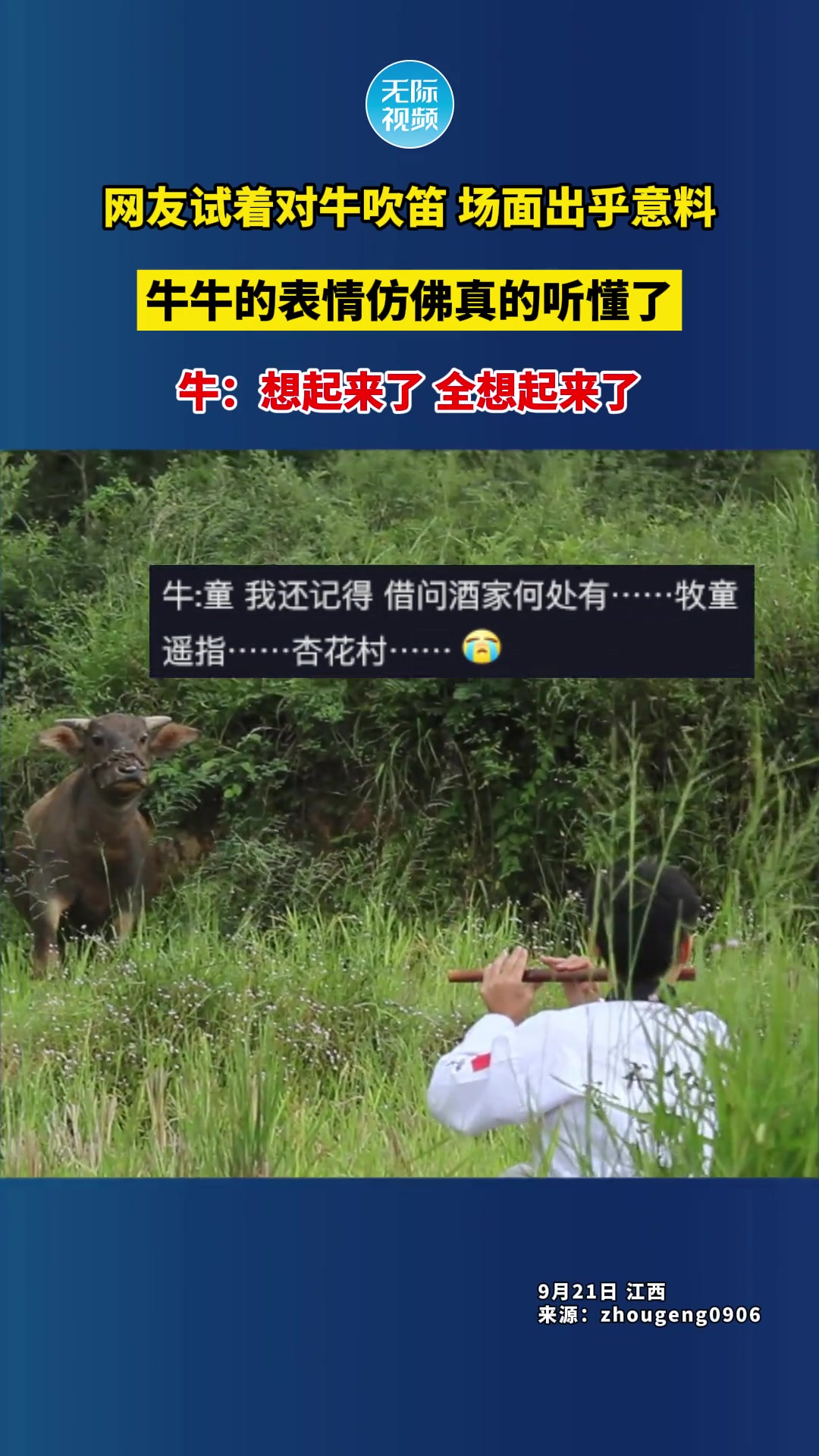 网友试着对牛吹笛场面出乎意料，牛牛的表情仿佛听懂了
