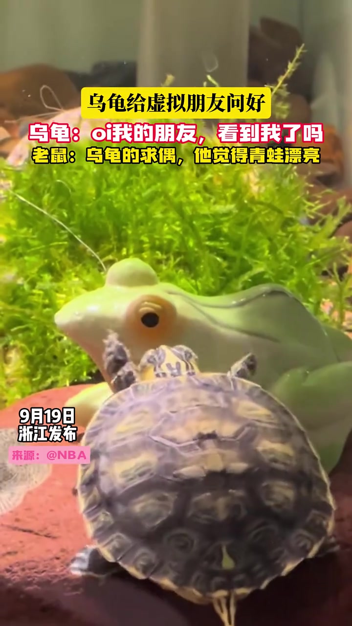 乌龟：你看我一眼，我不信你两眼空空！！