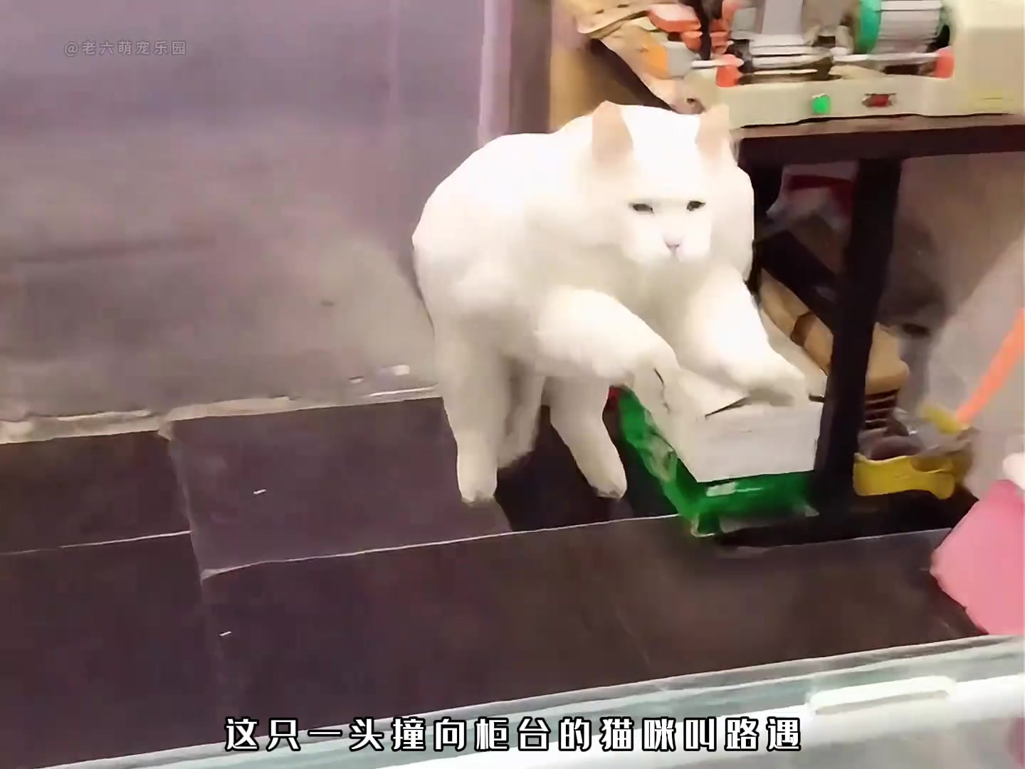 全网十大恶猫之首，狗遇到了都要倒霉