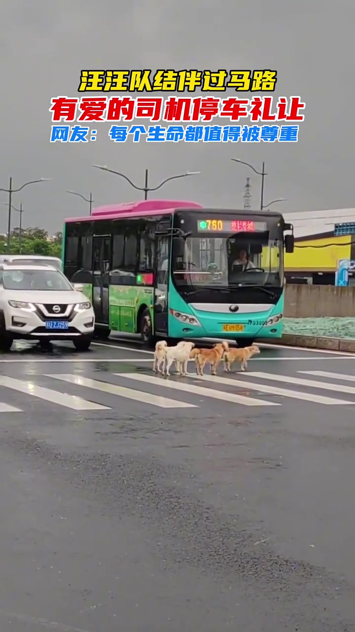 汪汪队结伴过马路，友爱司机停车礼让