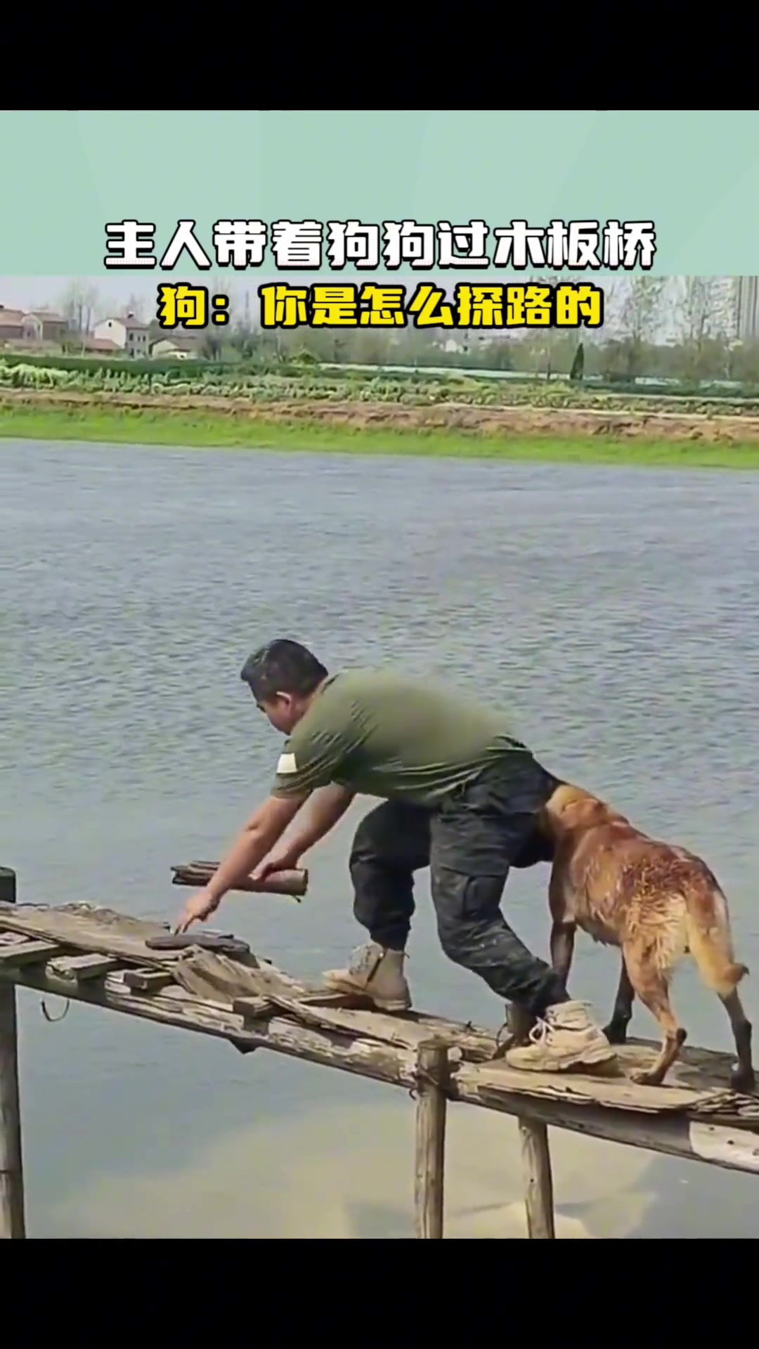 主人带狗狗过木板桥，狗：你是怎么探路的