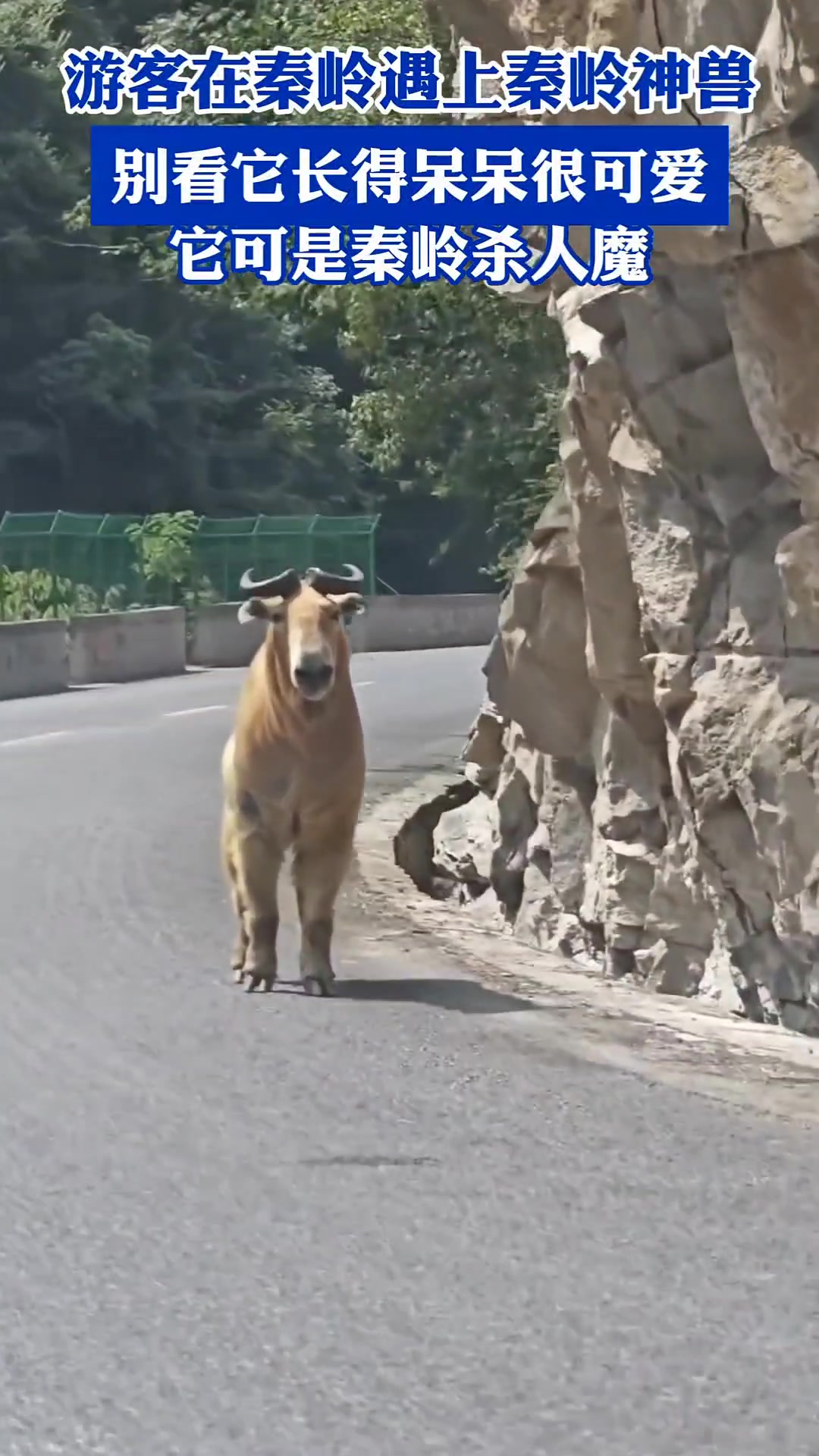 游客在秦岭遇上秦岭神兽，它长得呆呆的很可爱