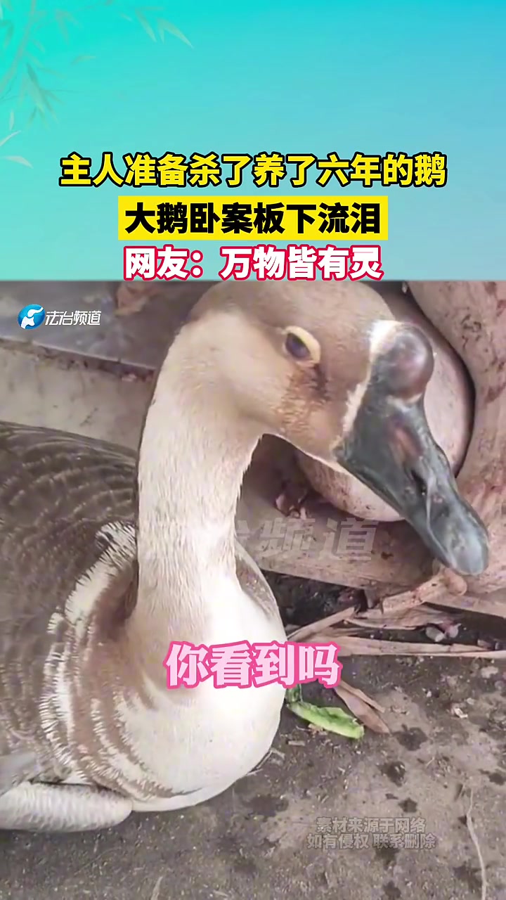 主人准备杀了养了六年的鹅，大鹅卧案板下流泪！！