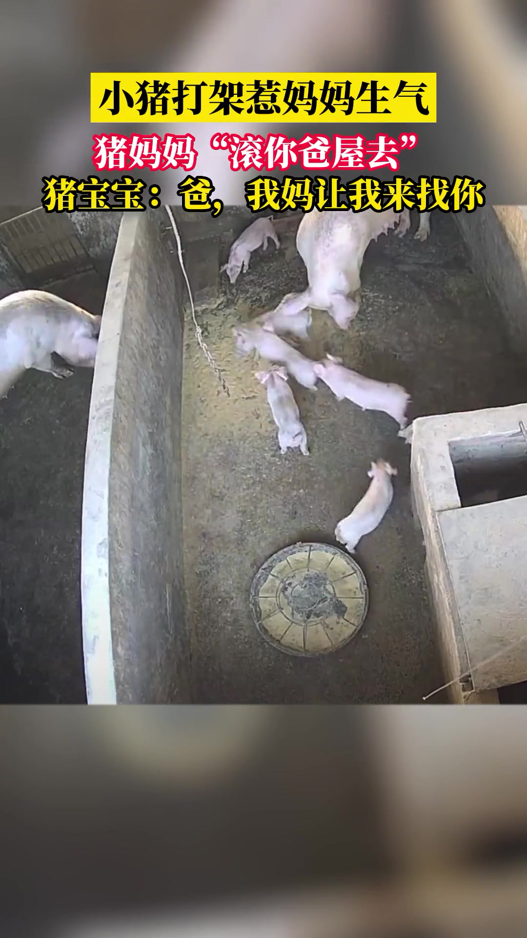 小猪打架惹猪妈妈生气，结果被拱飞到爸爸房间！