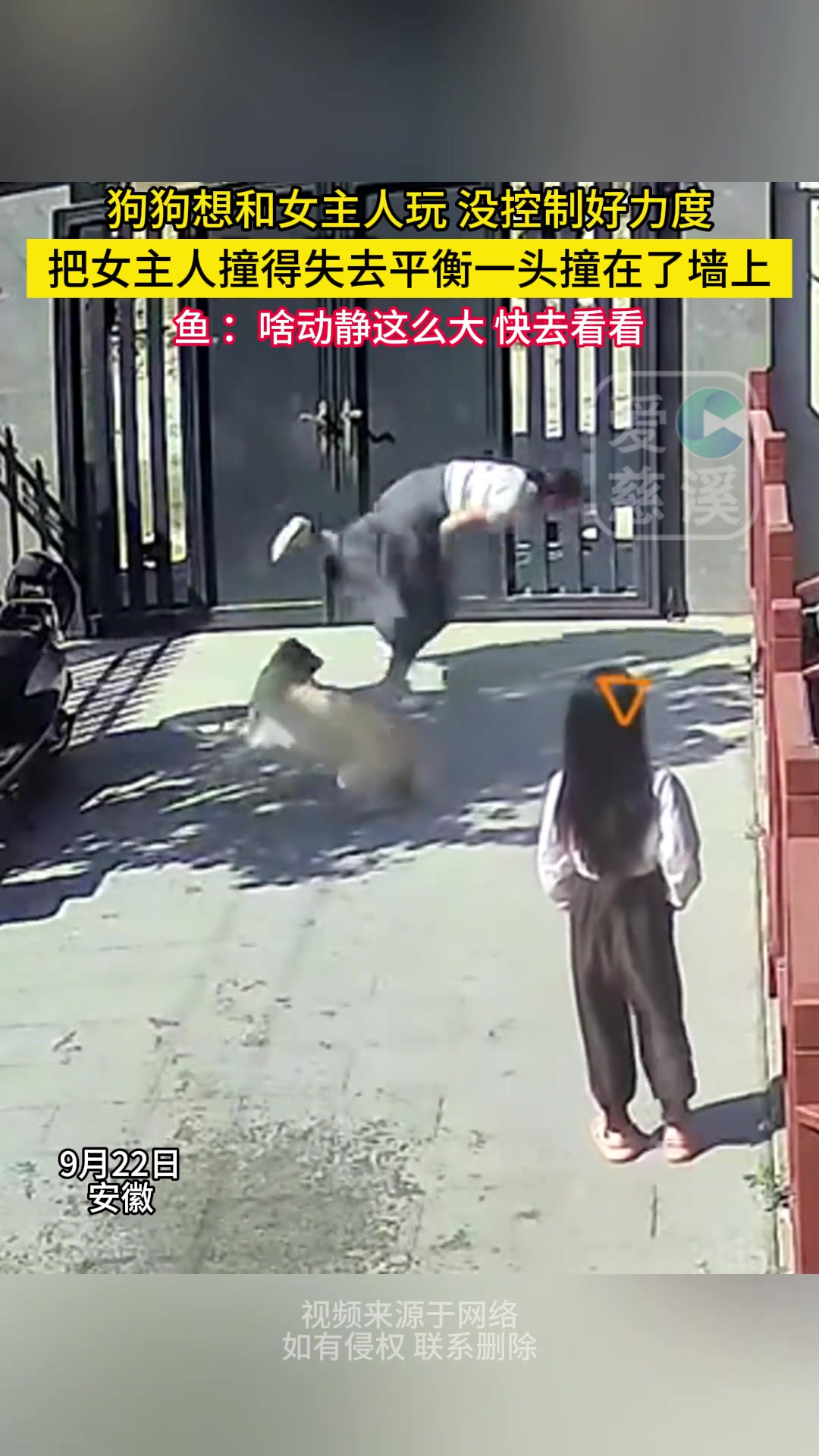 狗狗想和女主人玩不料把女主人撞得失去平衡一头撞在了墙上