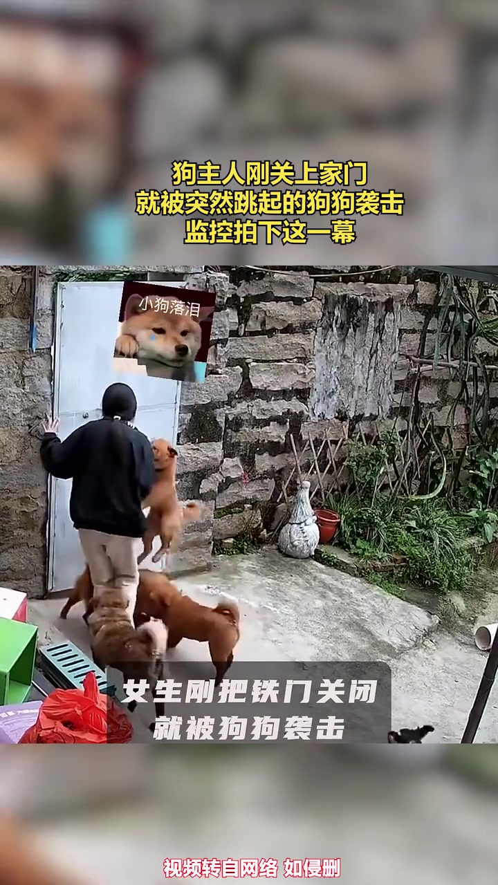 狗主人刚关上家门，就被突然跳起的狗狗袭击！