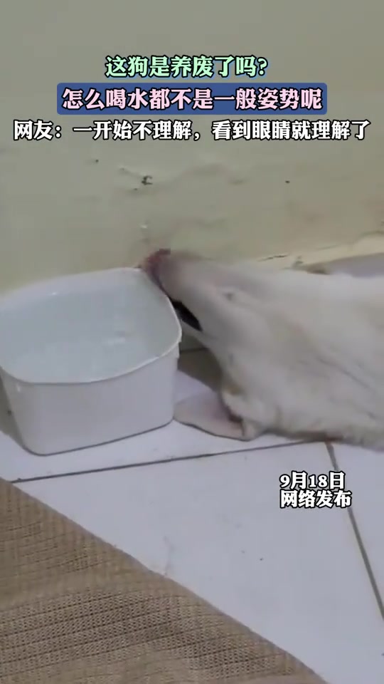 这狗怎么喝水都不是一般姿势呢