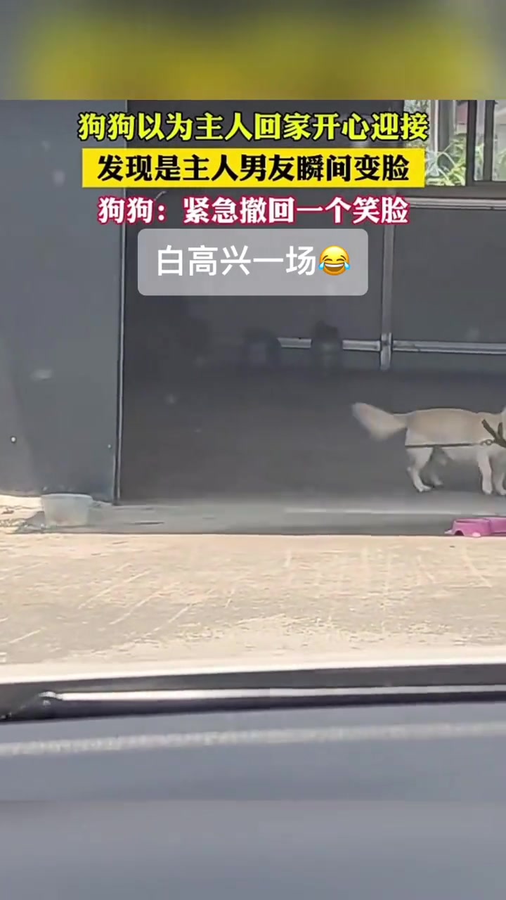 狗狗以为是主人回家开心迎接，发现是主人男友瞬间变脸