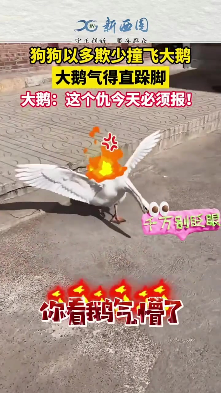 狗狗以多欺少撞飞大鹅，大鹅气得直跺脚