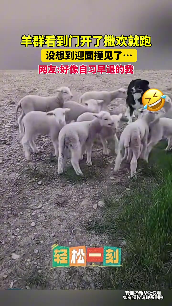 羊群看到门开了撒欢就跑，没想到迎面撞见了...