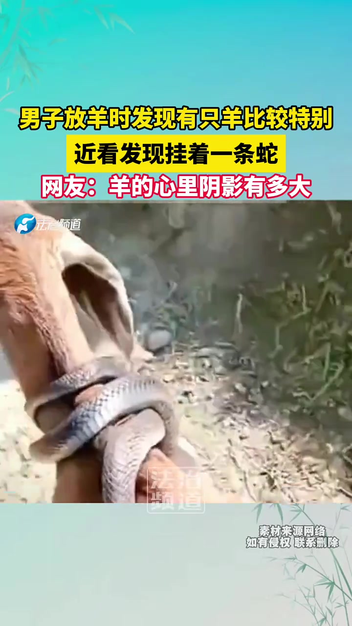 男子放羊时发现有只羊比较特别，近看发现挂着一条蛇
