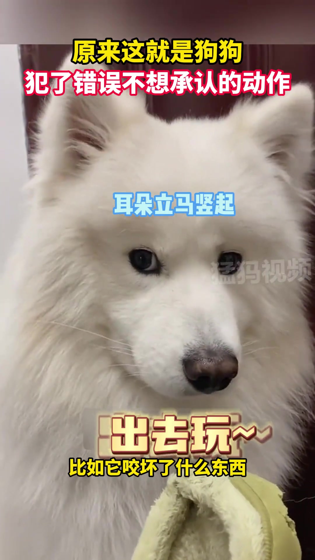 狗狗犯了错误，当主人问它谁弄的，狗狗直接闭上耳朵不听....