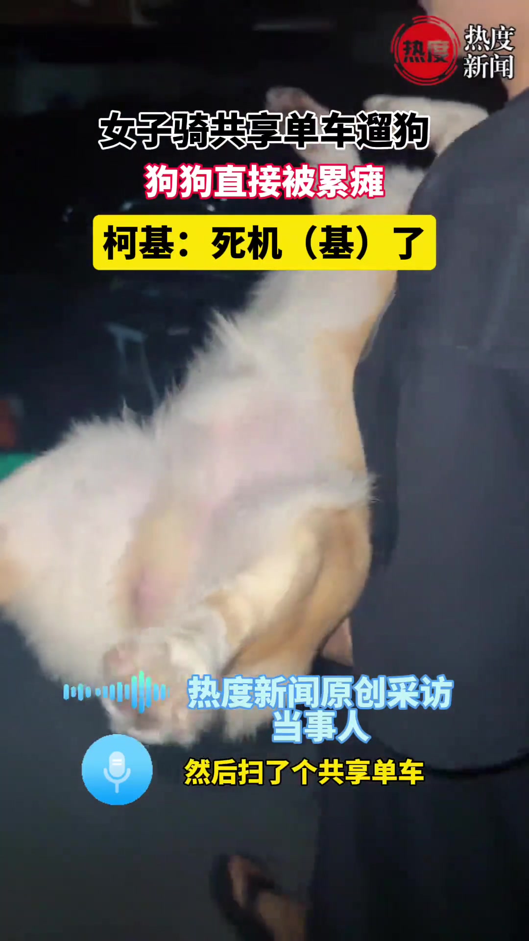 女子骑共享单车遛狗，狗狗直接被累瘫，柯基：死机基了