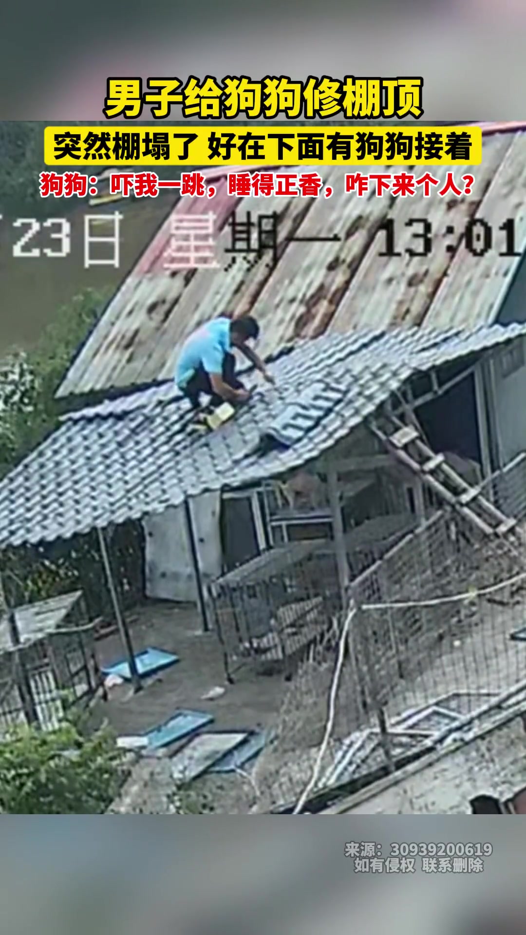 男子给狗子修棚顶，结果棚塌了