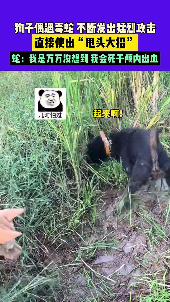 狗子遇上毒蛇，发出猛烈攻击