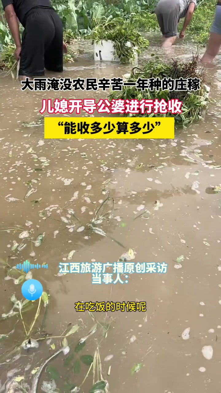 大雨淹没庄稼，儿媳开导公婆进行抢收