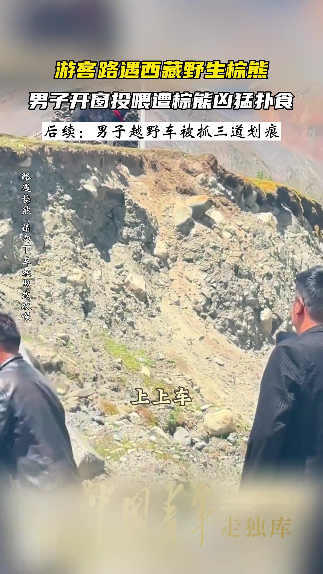 游客路遇西藏野生棕熊，男子开窗投喂遭棕熊凶猛扑食