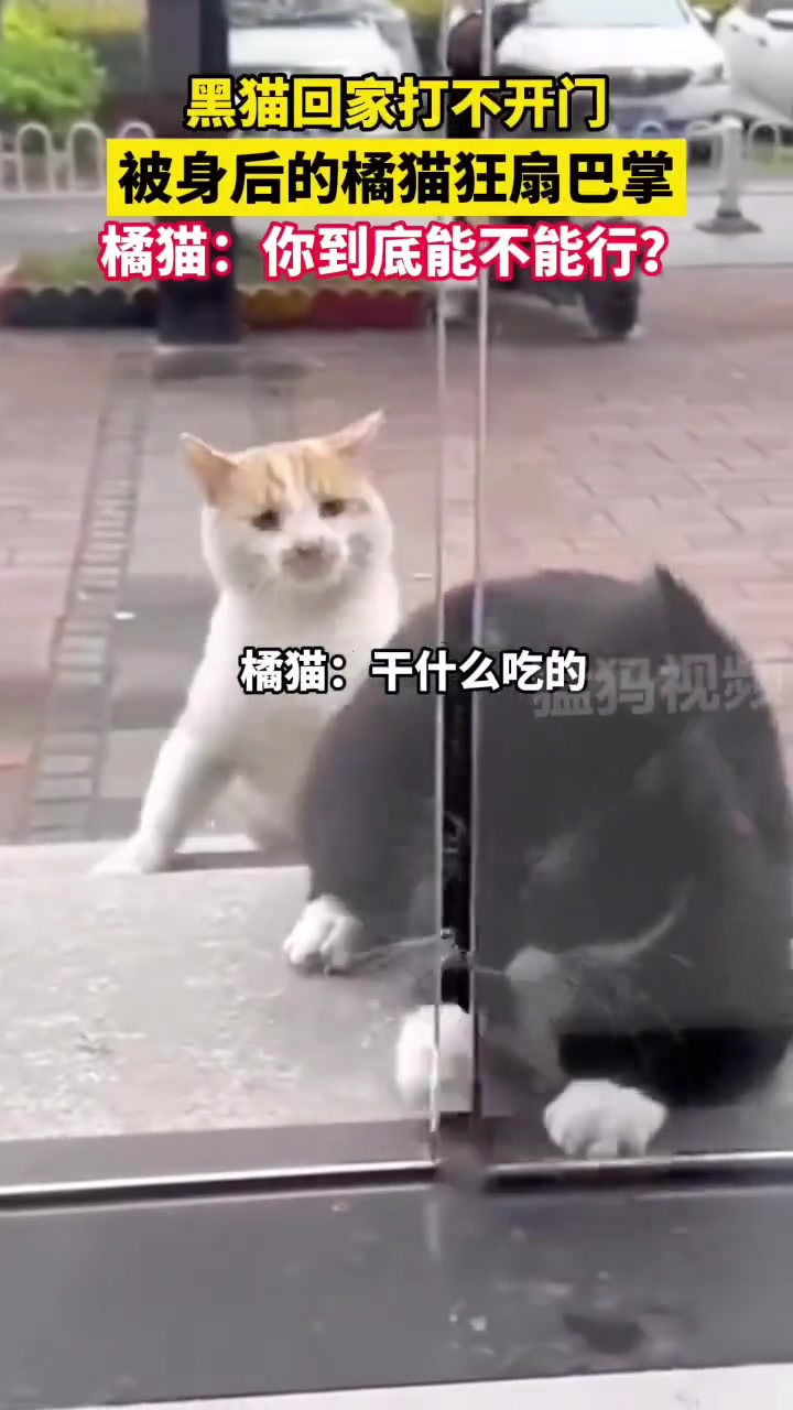 橘貓：这到底是不是你家啊