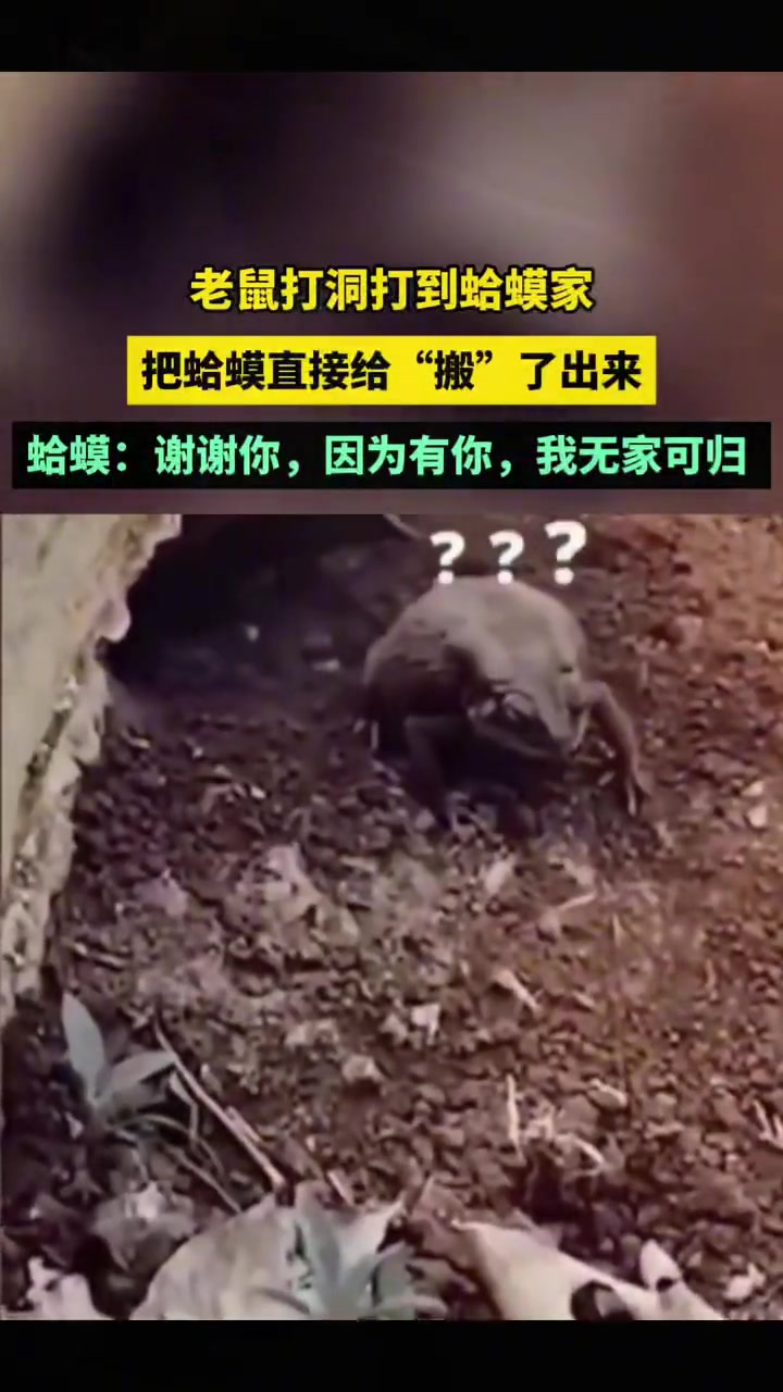 老鼠这家你住的明白么
