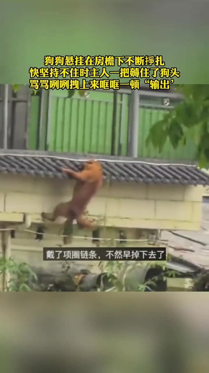 狗狗：轻轻打一顿就摔死强多了